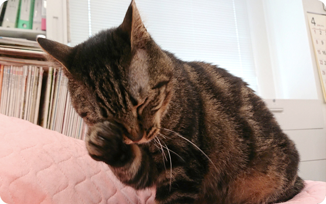 獣医師監修 猫が毛づくろい グルーミング する理由は なぜ食後が多い ペット用品の通販サイト ペピイ Peppy
