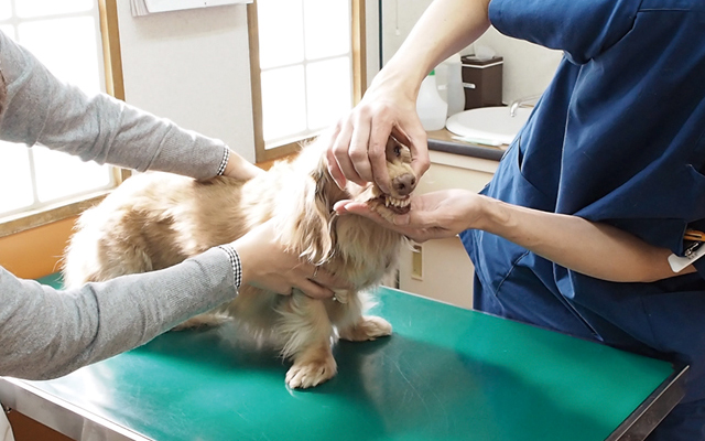 犬の歯は人と違う 虫歯ではなく歯周病が多い理由と歯の仕組み ペット用品の通販サイト ペピイ Peppy