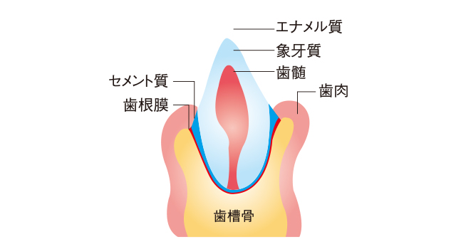 虫歯や歯周病だけでない口の中のトラブル