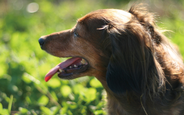 犬の歯周病予防のデンタルケア