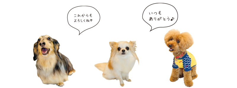 フードローテーション中のわんちゃんたち