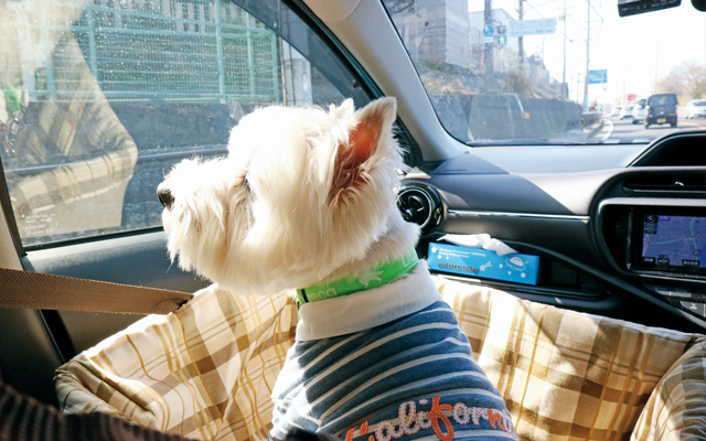 03犬が熱中症になりやすい状況と対策