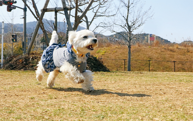 04散歩中、散歩後の熱中症対策