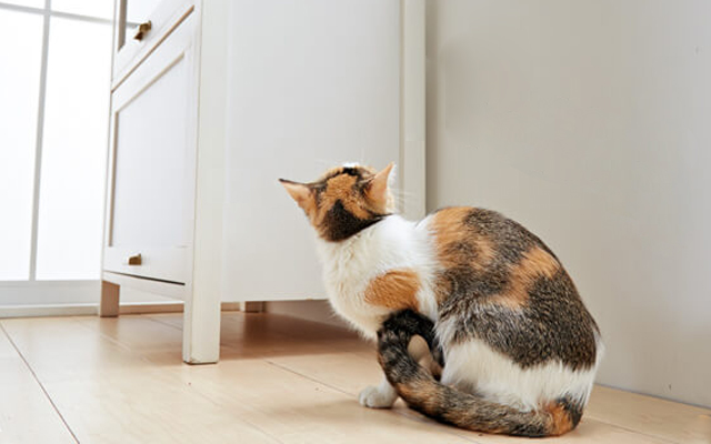 自分と家族と愛猫の状況