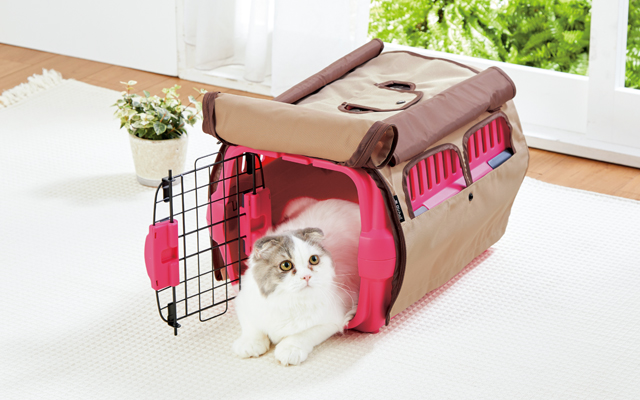 やっておくべき愛猫の防災準備
