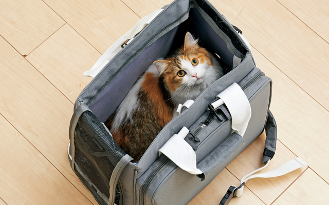 愛猫との棲み分け
