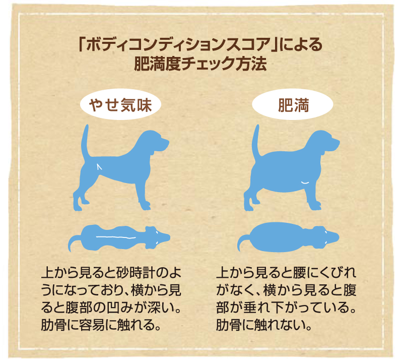 ボディコンディションチェック(肥満度チェック)