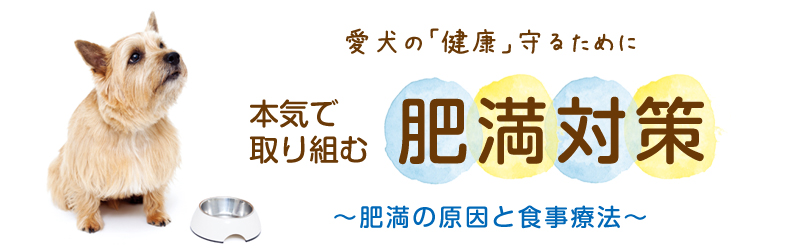 愛犬の健康を守るために!本気で取り組む肥満対策!
