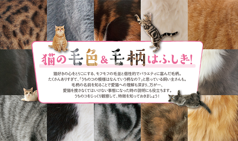 猫の毛色&毛柄はふしぎ!