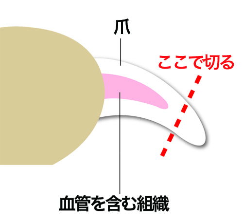 犬の爪切り