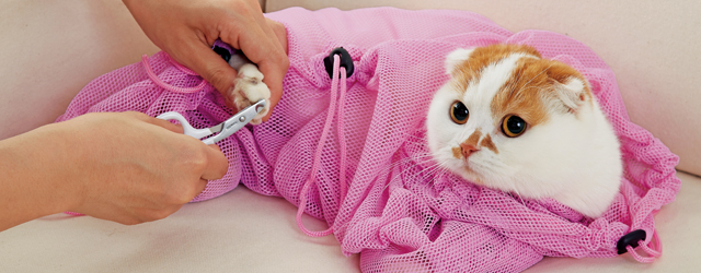 獣医師監修 猫の爪切りが簡単にできるコツ 方法を紹介 嫌がるねこちゃん対策には ペット用品の通販サイト ペピイ Peppy