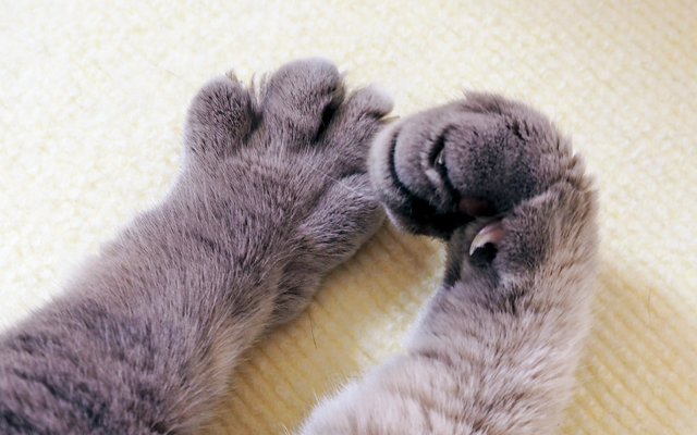 猫の爪切りは必要 猫の爪切りが簡単にできるコツや嫌がる猫ちゃん対策を獣医師が紹介 ペット用品の通販サイト ペピイ Peppy