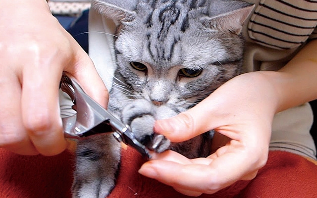 猫の爪切りは必要 猫の爪切りが簡単にできるコツや嫌がる猫ちゃん対策を獣医師が紹介 ペット用品の通販サイト ペピイ Peppy
