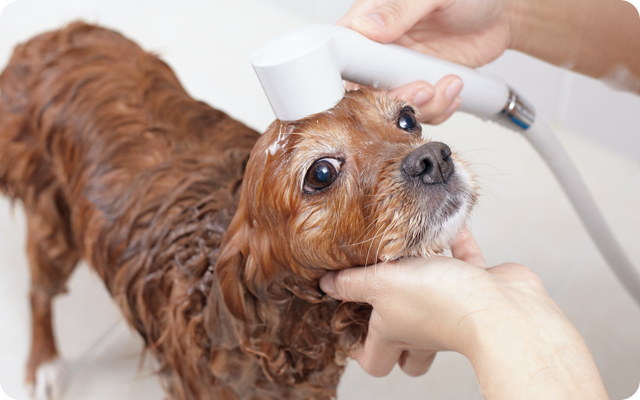 犬のシャンプーを上手にする方法をトリマーさんが伝授 シャンプーは必要 ペット用品の通販サイト ペピイ Peppy