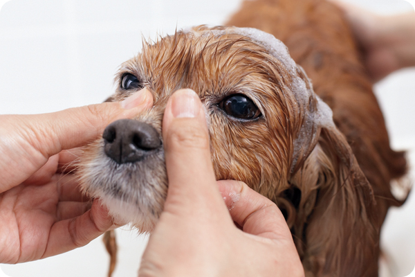 犬のシャンプーを上手にする方法をトリマーさんが伝授 シャンプーは必要 ペット用品の通販サイト ペピイ Peppy