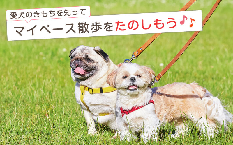 愛犬のきもちを知ってマイペース散歩をたのしもう♪