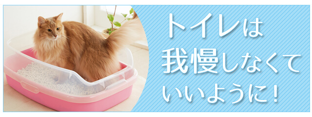 猫がよろこぶ飲み水＆トイレって？（1/3） - ペット用品の通販サイト 