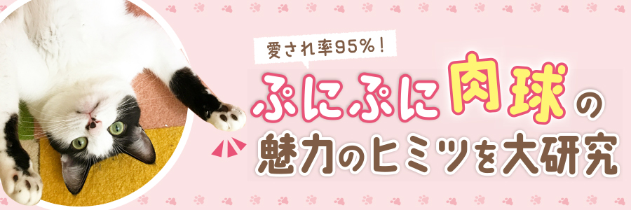 ぷにぷに肉球の魅力のヒミツを大研究