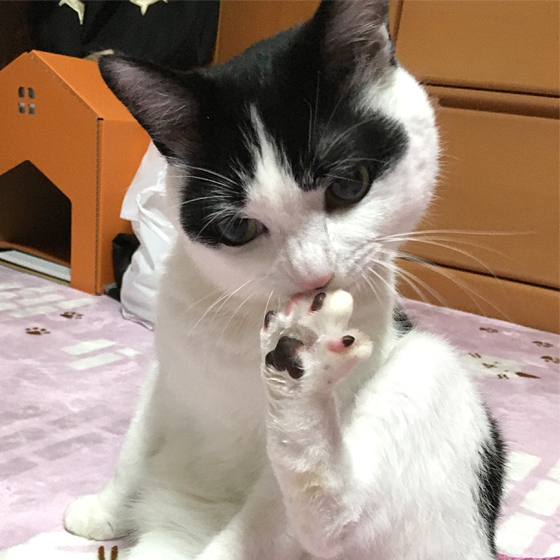 猫が舐めた瞬間の肉球の香りが好き