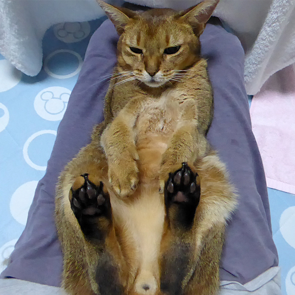 小豆みたいな色艶