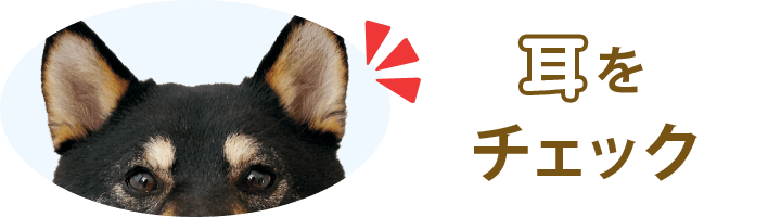 犬の耳をチェック