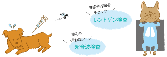 犬のレントゲン検査・超音波検査