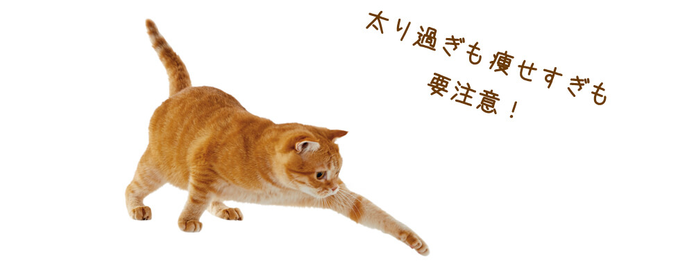 食事の量・体重も気にしよう