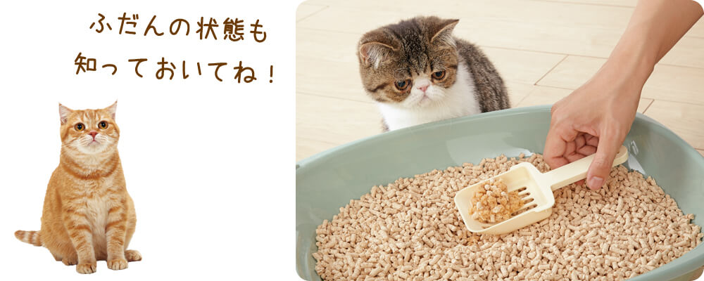猫のトイレ掃除で健康チェック