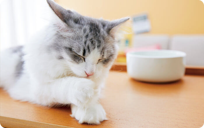 動物病院へ持って行こう