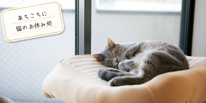 あちこちに猫のお休み処
