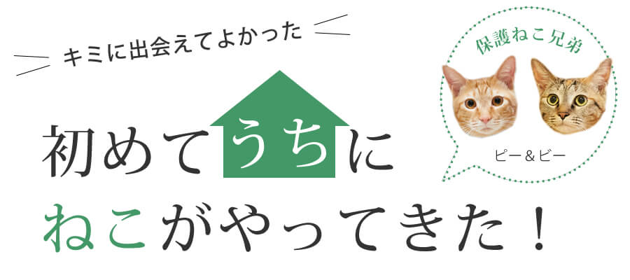 初めて家に猫がやってきた