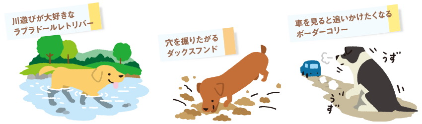 犬種の特徴