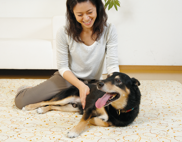 愛犬が安心できる始め方と終わり方