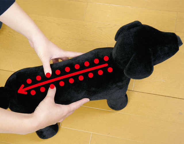 ダックスやコーギーなどの胴長犬種