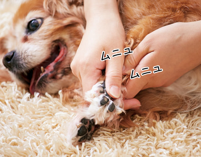 愛犬の肉球マッサージ