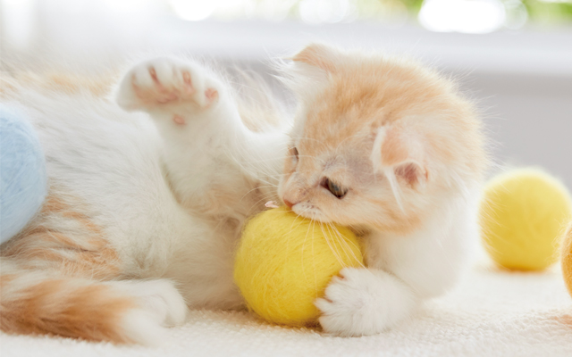 ねこが喜ぶ4つのポイントまとめ