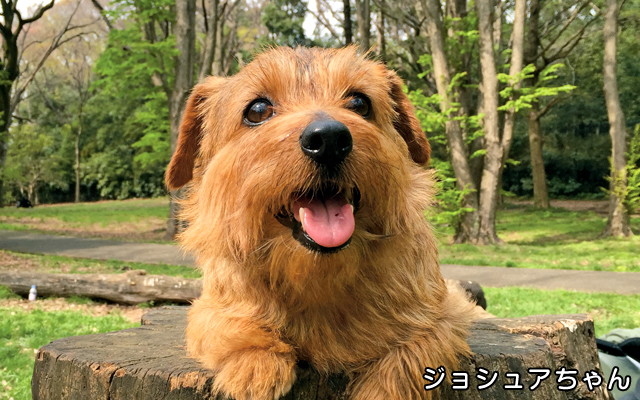 テリアグループのルーツを知って 愛犬の 性格 や 好き の理由を知ろう ペット用品の通販サイト ペピイ Peppy