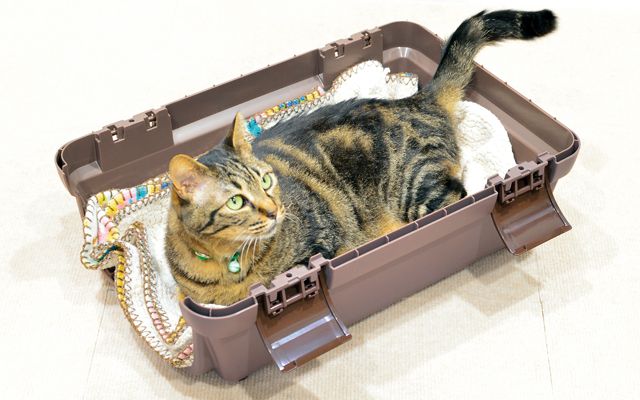 病院へ連れていくために猫を安心させる方法