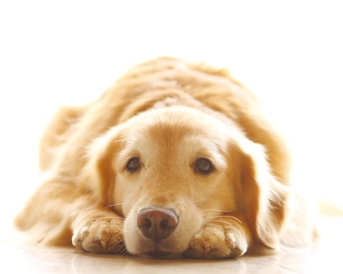 犬が吐いちゃう理由は 犬の嘔吐の原因と対処法を獣医師が解説 ペット用品の通販サイト ペピイ Peppy
