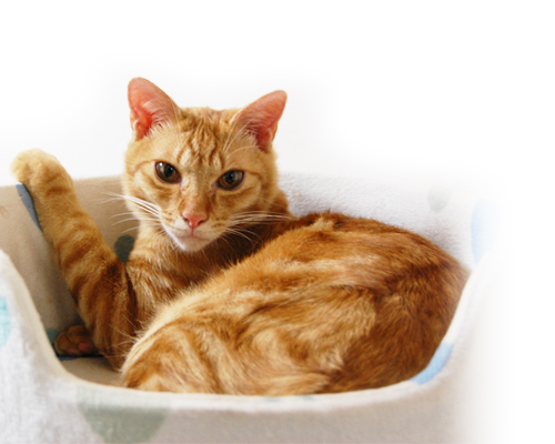 獣医師監修 猫が吐く原因は 食べてすぐ吐いちゃう時の対策も紹介 ペット用品の通販サイト ペピイ Peppy