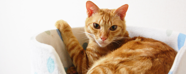 獣医師監修 猫が吐く原因は 食べてすぐ吐いちゃう時の対策も紹介 ペット用品の通販サイト ペピイ Peppy