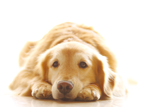犬が吐く理由は 犬の嘔吐の原因や対処法 子犬の嘔吐について獣医師が解説 ペット用品の通販サイト ペピイ Peppy