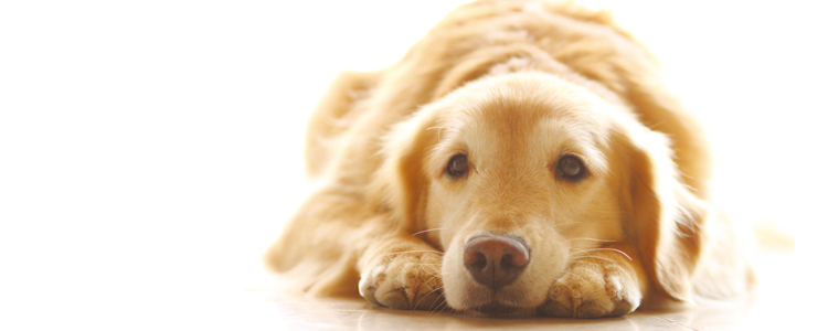 獣医師監修 犬が吐く 犬の嘔吐の原因と対処法は ペット用品の通販サイト ペピイ Peppy