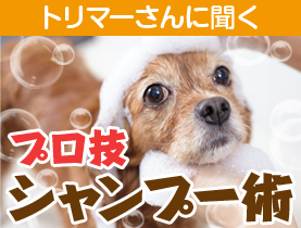 犬のシャンプーを上手にする方法をトリマーさんが伝授 シャンプーは必要 ペット用品の通販サイト ペピイ Peppy