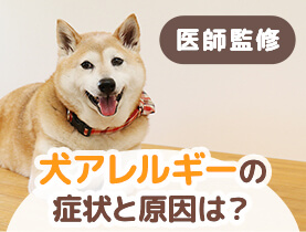 医師監修 犬アレルギーの症状と原因は 愛犬と暮らすためにできる対処法を紹介 ペット用品の通販サイト ペピイ Peppy