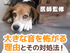 獣医師監修 犬が雷や花火など大きな音を怖がる理由とその対処法 ペット用品の通販サイト ペピイ Peppy