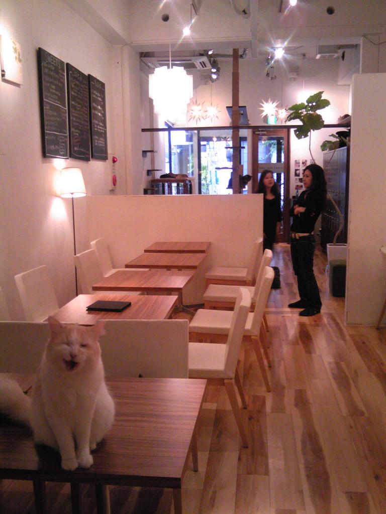 猫カフェ キューリグ大名店 ペット用品の通販サイト ペピイ Peppy