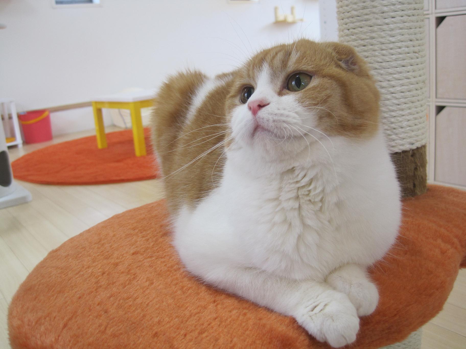 猫カフェ Nyaon ペット用品の通販サイト ペピイ Peppy