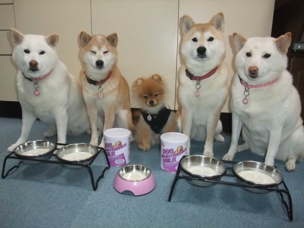 口コミ レビュー 成犬用メンテナンスミルク 犬用ミルク ペット用品の通販サイト ペピイ Peppy