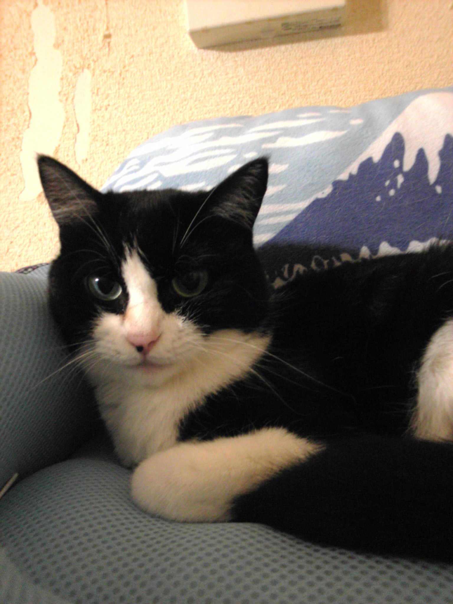 口コミ レビュー 猫の尿臭を消す消臭剤 掃除用品 除菌 消臭剤 ペット用品の通販サイト ペピイ Peppy